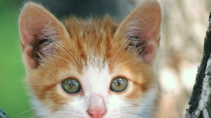 Brown N White Cat Face Closeup